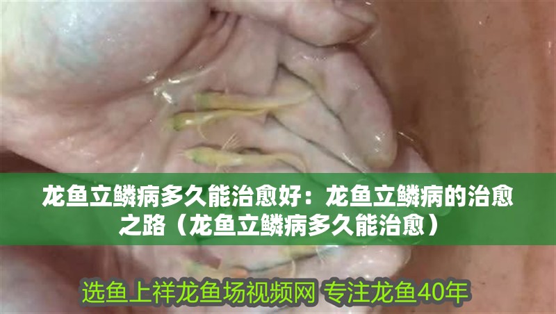 龍魚立鱗病多久能治愈好：龍魚立鱗病的治愈之路（龍魚立鱗病多久能治愈）