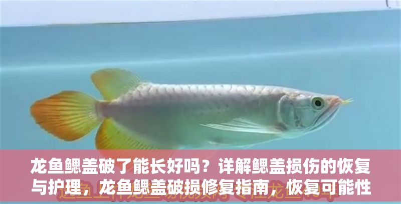 龍魚鰓蓋破了能長好嗎?詳解鰓蓋損傷的恢復與護理,龍魚鰓蓋破損修復指南,恢復可能性與護理要點 龍魚常見疾病 龍魚鰓蓋破了能長好嗎?詳解鰓蓋損傷的恢復與護理,龍魚鰓蓋破損修復指南,恢復可能性與護理要點 龍魚鰓蓋破了能長好嗎?詳解鰓蓋損傷的恢復與護理,龍魚鰓蓋破損修復指南,恢復可能性與護理要點 龍魚常見疾病