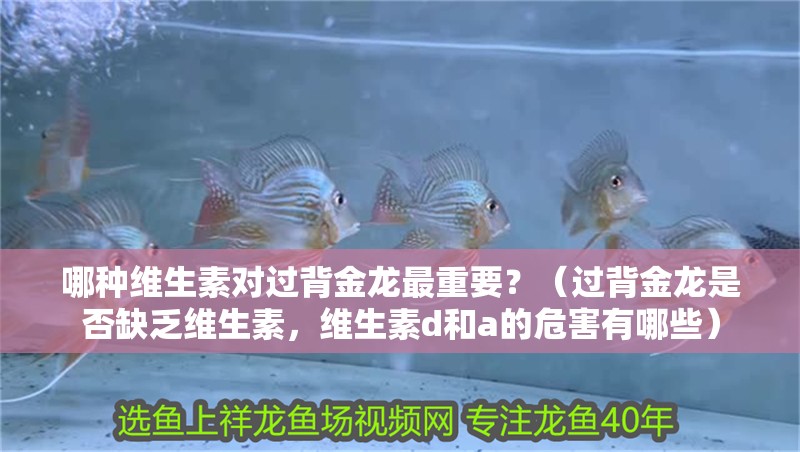 哪種維生素對過背金龍最重要？（過背金龍是否缺乏維生素，維生素d和a的危害有哪些）