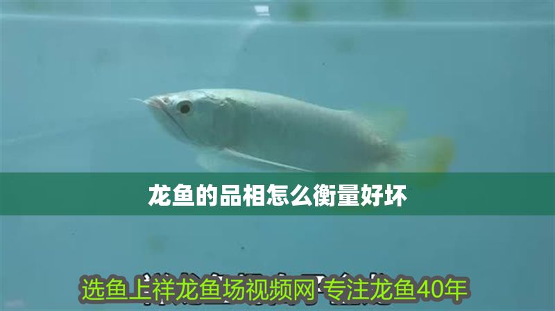 龍魚的品相怎么衡量好壞 龍魚的品相怎么衡量好壞 龍魚百科 第2張