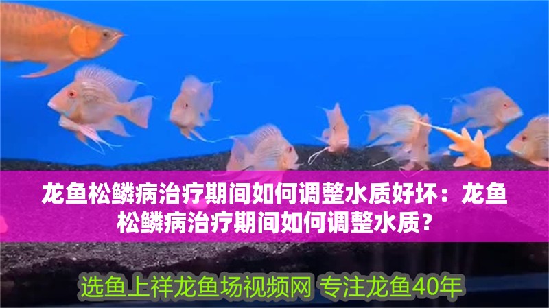 龍魚松鱗病治療期間如何調整水質好壞：龍魚松鱗病治療期間如何調整水質？