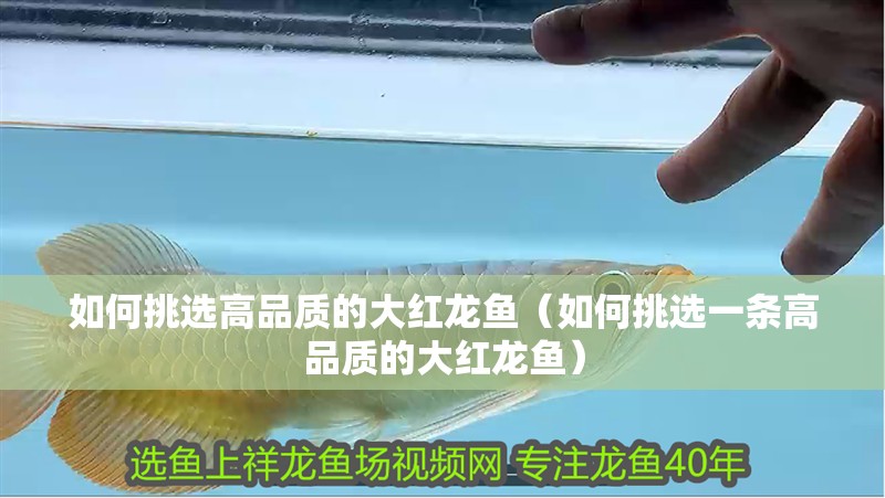 如何挑選高品質的大紅龍魚（如何挑選一條高品質的大紅龍魚）