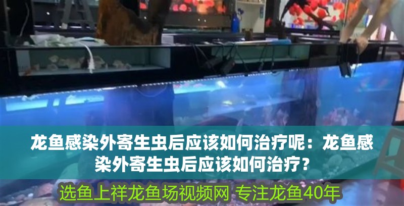 龍魚感染外寄生蟲后應該如何治療呢：龍魚感染外寄生蟲后應該如何治療？