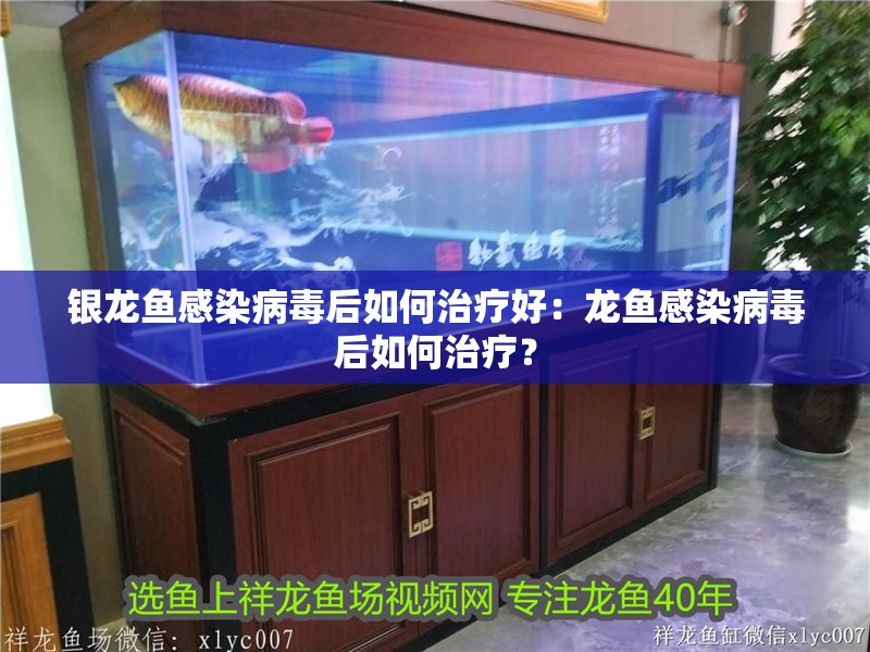 銀龍魚感染病毒后如何治療好：龍魚感染病毒后如何治療？