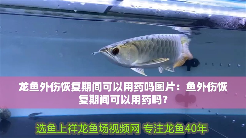 龍魚外傷恢復期間可以用藥嗎圖片：魚外傷恢復期間可以用藥嗎？