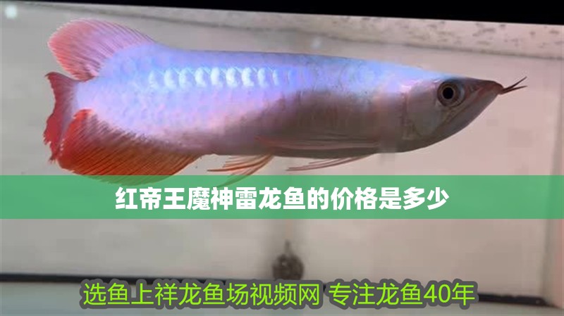 紅帝王魔神雷龍魚的價格是多少