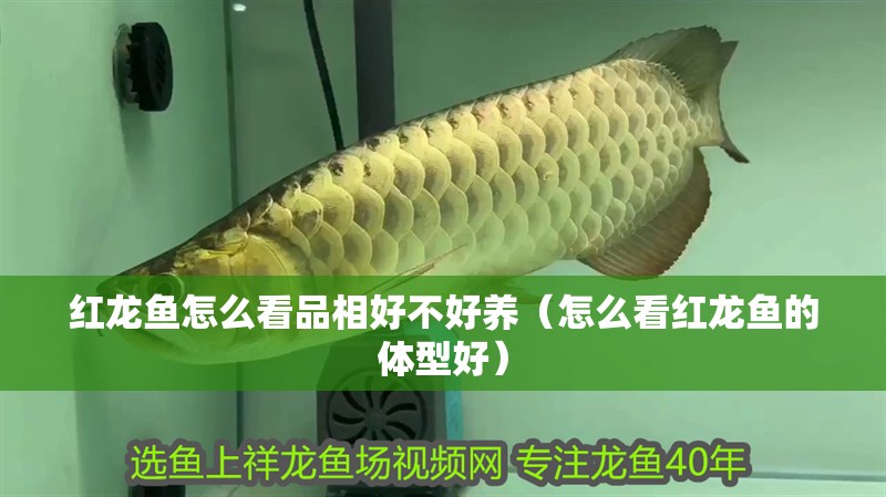 紅龍魚怎么看品相好不好養(yǎng)（怎么看紅龍魚的體型好） 紅龍魚怎么看品相好不好養(yǎng)（怎么看紅龍魚的體型好） 觀賞魚百科