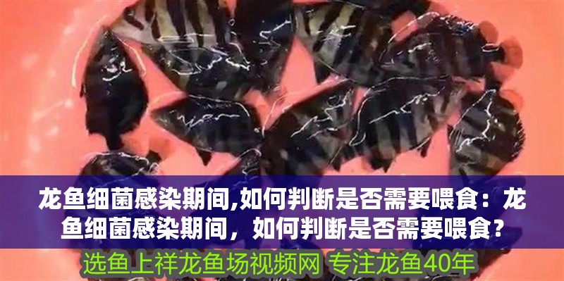 龍魚細菌感染期間,如何判斷是否需要喂食：龍魚細菌感染期間，如何判斷是否需要喂食？