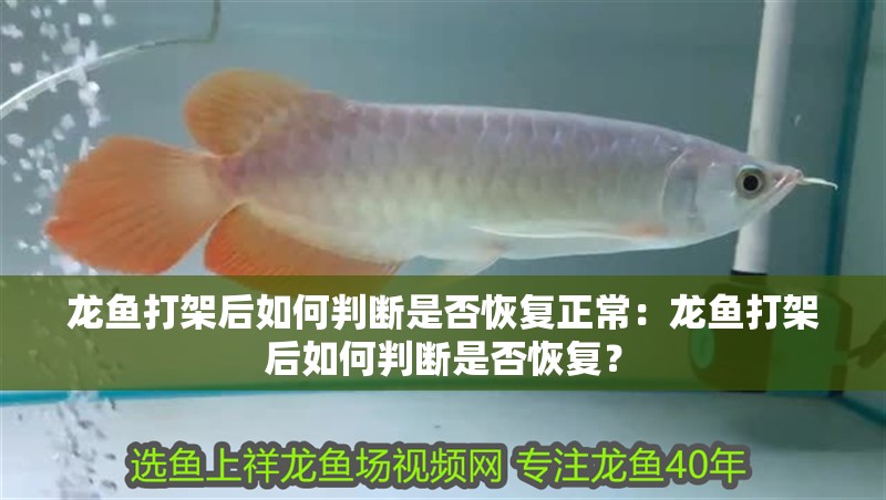 龍魚打架后如何判斷是否恢復(fù)正常：龍魚打架后如何判斷是否恢復(fù)？