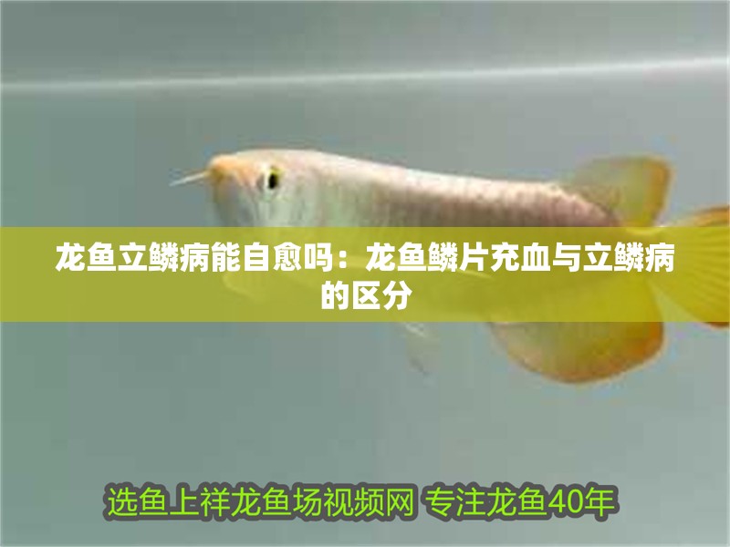 龍魚立鱗病能自愈嗎：龍魚鱗片充血與立鱗病的區分