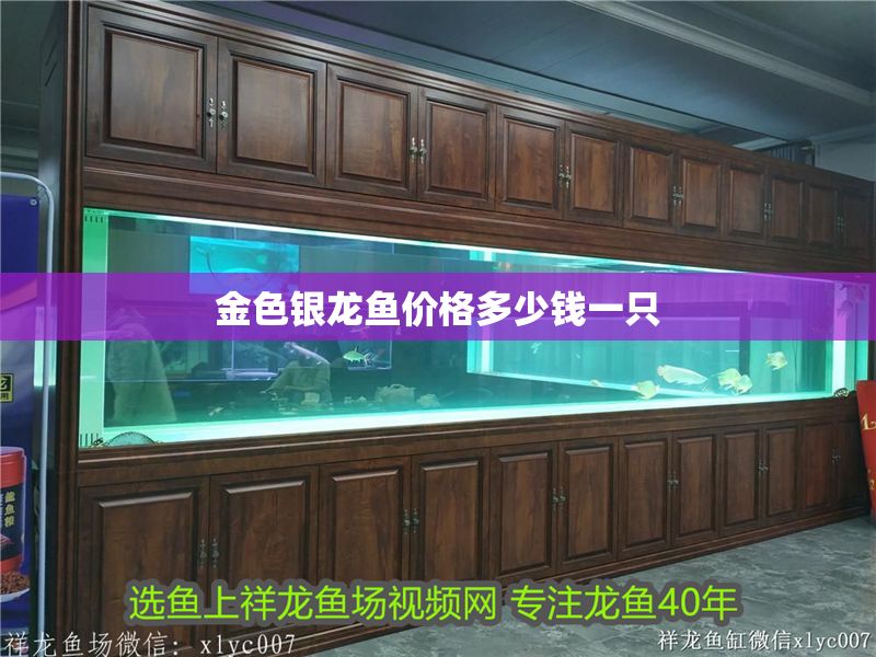 金色銀龍魚價格多少錢一只 金色銀龍魚價格多少錢一只 龍魚百科 第2張