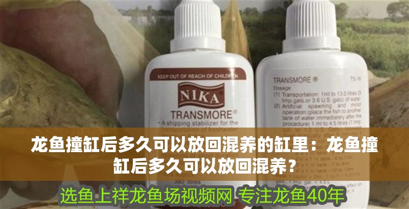 龍魚撞缸后多久可以放回混養的缸里：龍魚撞缸后多久可以放回混養？