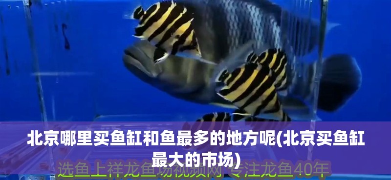 北京哪里買魚缸和魚最多的地方呢(北京買魚缸最大的市場)