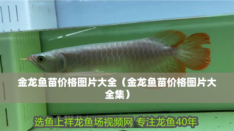 金龍魚苗價格圖片大全（金龍魚苗價格圖片大全集） 金龍魚苗價格圖片大全（金龍魚苗價格圖片大全集） 觀賞魚百科