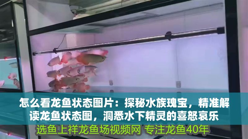 怎么看龍魚狀態圖片：探秘水族瑰寶，精準解讀龍魚狀態圖，洞悉水下精靈的喜怒哀樂