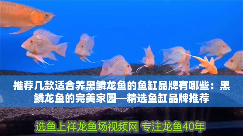 推薦幾款適合養黑鱗龍魚的魚缸品牌有哪些：黑鱗龍魚的完美家園—精選魚缸品牌推薦