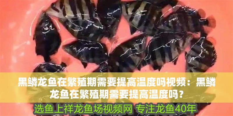 黑鱗龍魚在繁殖期需要提高溫度嗎視頻：黑鱗龍魚在繁殖期需要提高溫度嗎？
