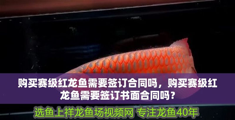 購買賽級紅龍魚需要簽訂合同嗎，購買賽級紅龍魚需要簽訂書面合同嗎？