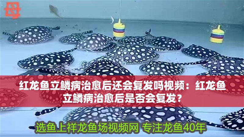 紅龍魚立鱗病治愈后還會復(fù)發(fā)嗎視頻：紅龍魚立鱗病治愈后是否會復(fù)發(fā)？