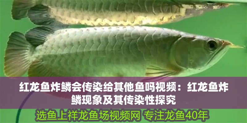 紅龍魚炸鱗會傳染給其他魚嗎視頻：紅龍魚炸鱗現象及其傳染性探究