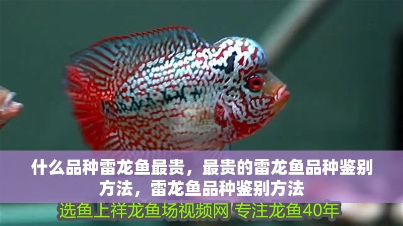 什么品種雷龍魚最貴，最貴的雷龍魚品種鑒別方法，雷龍魚品種鑒別方法