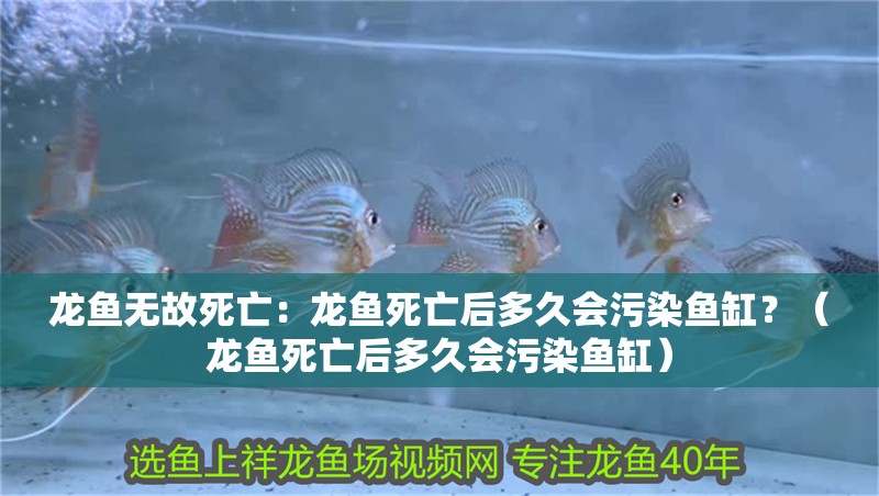 龍魚無故死亡：龍魚死亡后多久會污染魚缸？（龍魚死亡后多久會污染魚缸）