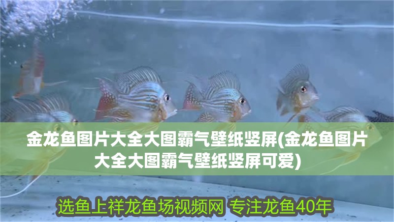 金龍魚圖片大全大圖霸氣壁紙豎屏(金龍魚圖片大全大圖霸氣壁紙豎屏可愛) 金龍魚圖片大全大圖霸氣壁紙豎屏(金龍魚圖片大全大圖霸氣壁紙豎屏可愛) 觀賞魚百科