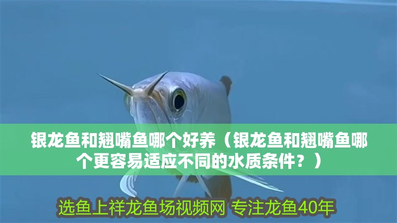 銀龍魚和翹嘴魚哪個好養（銀龍魚和翹嘴魚哪個更容易適應不同的水質條件？）