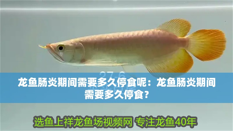 龍魚腸炎期間需要多久停食呢：龍魚腸炎期間需要多久停食？