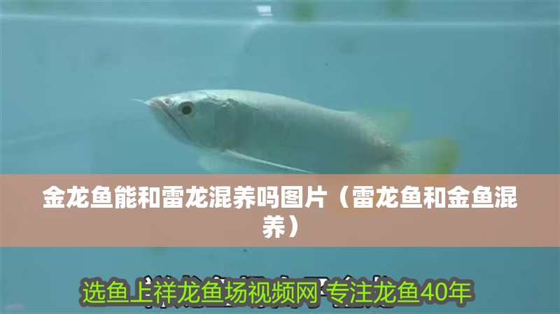 金龍魚能和雷龍混養嗎圖片（雷龍魚和金魚混養）