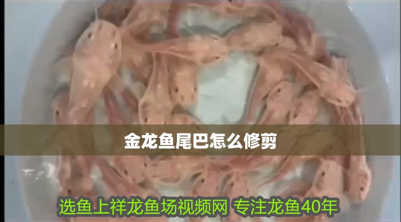 金龍魚尾巴怎么修剪