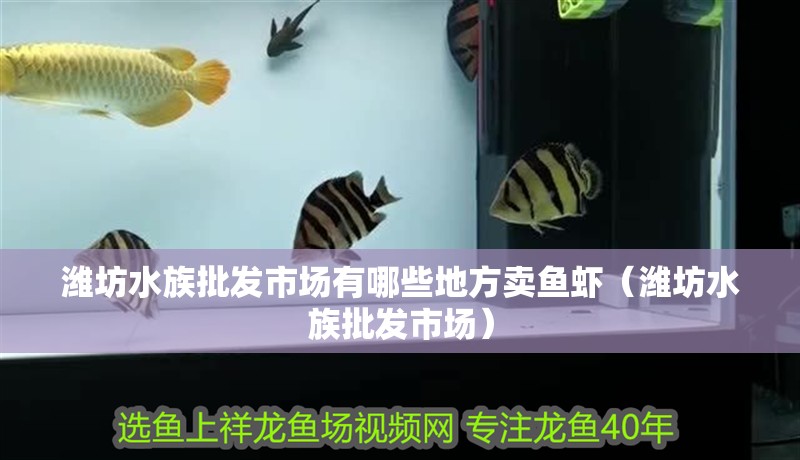 濰坊水族批發市場有哪些地方賣魚蝦（濰坊水族批發市場） 濰坊水族批發市場有哪些地方賣魚蝦（濰坊水族批發市場） 觀賞魚百科