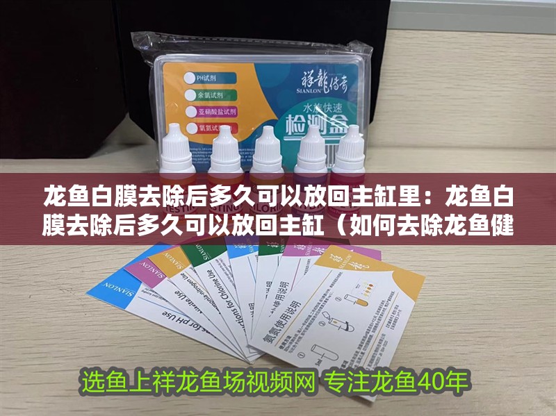 龍魚白膜去除后多久可以放回主缸里：龍魚白膜去除后多久可以放回主缸（如何去除龍魚健康狀況）