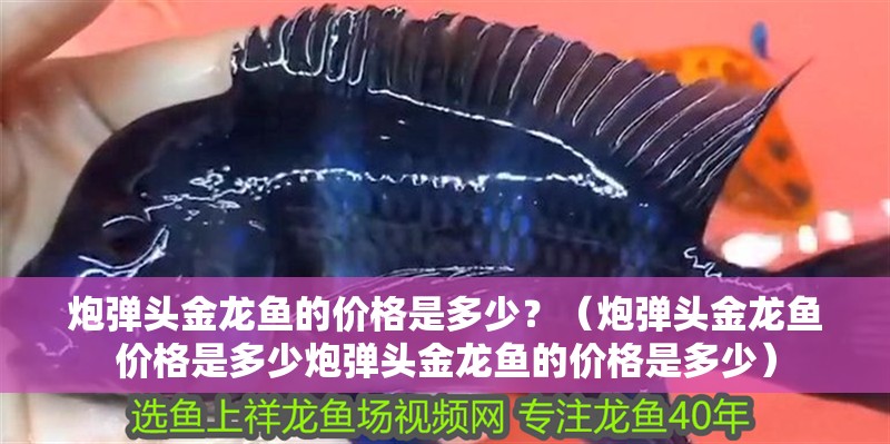 炮彈頭金龍魚的價格是多少？（炮彈頭金龍魚價格是多少炮彈頭金龍魚的價格是多少）
