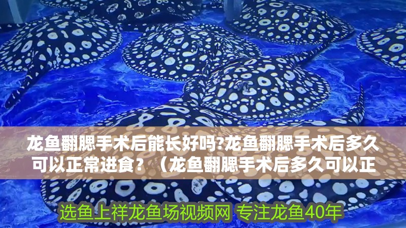 龍魚翻腮手術后能長好嗎?龍魚翻腮手術后多久可以正常進食？（龍魚翻腮手術后多久可以正常進食）