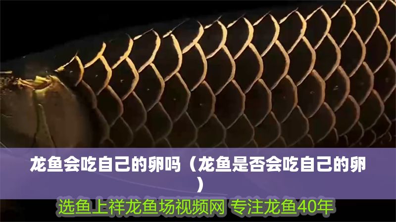 龍魚會吃自己的卵嗎（龍魚是否會吃自己的卵）