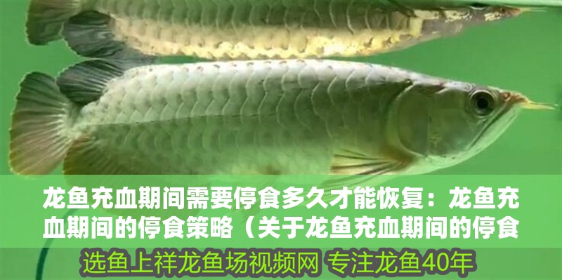 印尼虎魚多少溫度飼養最好:印尼虎魚多少溫度飼養最好印尼虎魚多少溫度飼養最好 龍魚充血期間需要停食多久才能恢復:龍魚充血期間的停食策略(關于龍魚充血期間的停食問題) 水族問答 龍魚充血期間需要停食多久才能恢復:龍魚充血期間的停食策略(關于龍魚充血期間的停食問題) 龍魚充血期間需要停食多久才能恢復:龍魚充血期間的停食策略(關于龍魚充血期間的停食問題) 水族問答