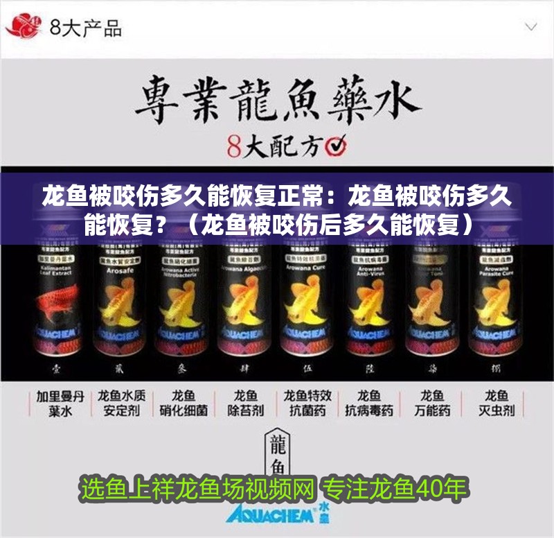 龍魚被咬傷多久能恢復正常：龍魚被咬傷多久能恢復？（龍魚被咬傷后多久能恢復）