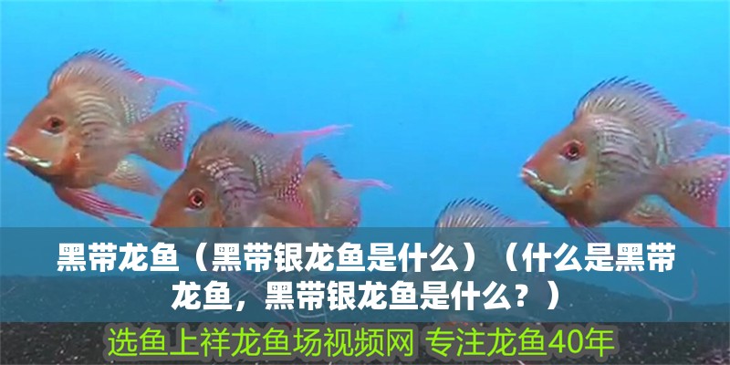 黑帶龍魚（黑帶銀龍魚是什么）（什么是黑帶龍魚，黑帶銀龍魚是什么？）