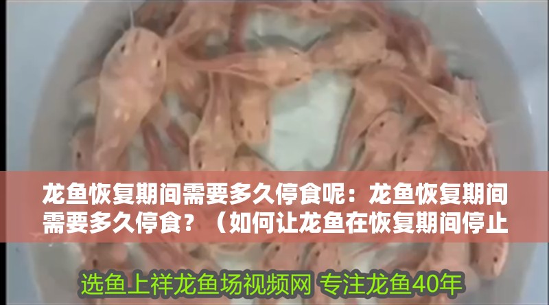 龍魚恢復(fù)期間需要多久停食呢：龍魚恢復(fù)期間需要多久停食？（如何讓龍魚在恢復(fù)期間停止進食？）