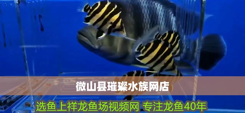 <strong><mark>微山</mark></strong>縣璀璨水族網(wǎng)店