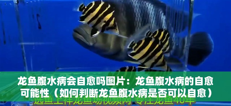 龍魚腹水病會自愈嗎圖片：龍魚腹水病的自愈可能性（如何判斷龍魚腹水病是否可以自愈）