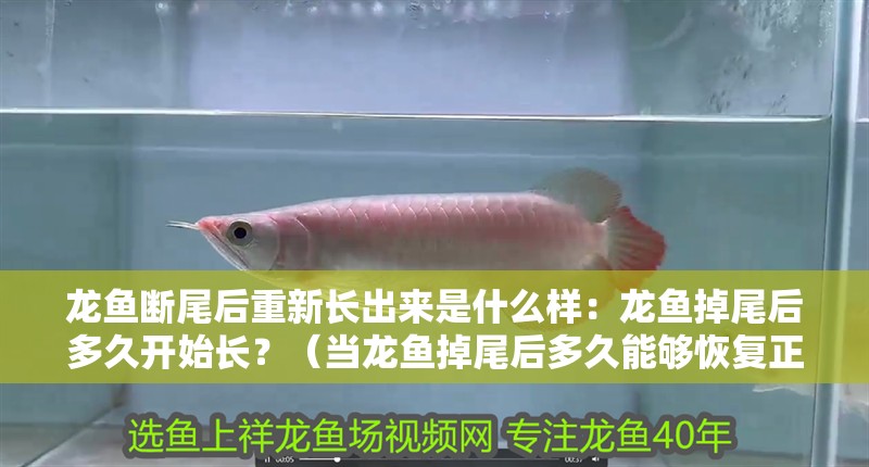 龍魚斷尾后重新長出來是什么樣：龍魚掉尾后多久開始長？（當龍魚掉尾后多久能夠恢復正常生長，龍魚掉尾后多久能恢復生長）