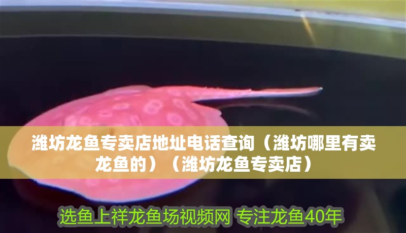 濰坊龍魚專賣店地址電話查詢（濰坊哪里有賣龍魚的）（濰坊龍魚專賣店）