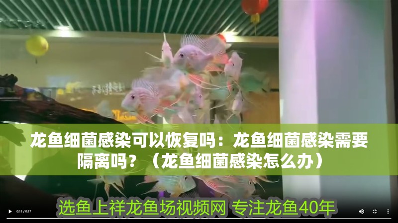 龍魚細菌感染可以恢復嗎：龍魚細菌感染需要隔離嗎？（龍魚細菌感染怎么辦）