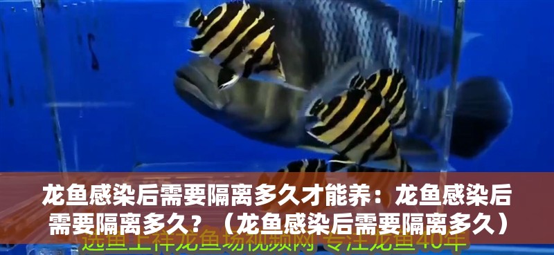 龍魚感染后需要隔離多久才能養：龍魚感染后需要隔離多久？（龍魚感染后需要隔離多久）