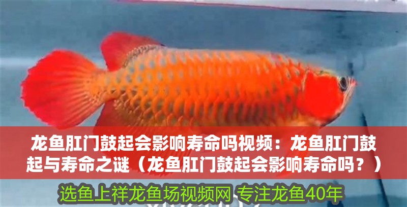 龍魚肛門鼓起會(huì)影響壽命嗎視頻：龍魚肛門鼓起與壽命之謎（龍魚肛門鼓起會(huì)影響壽命嗎？）