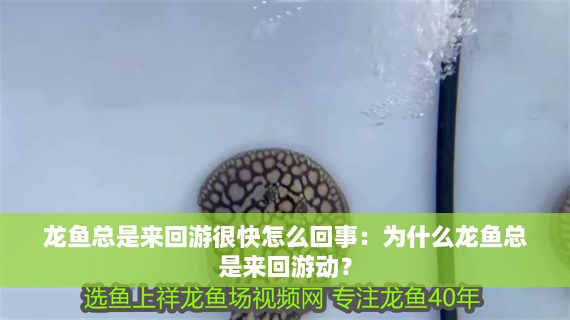 龍魚總是來回游很快怎么回事：為什么龍魚總是來回游動？