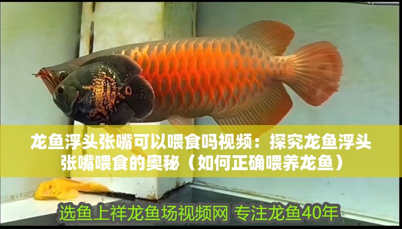 龍魚浮頭張嘴可以喂食嗎視頻：探究龍魚浮頭張嘴喂食的奧秘（如何正確喂養龍魚）