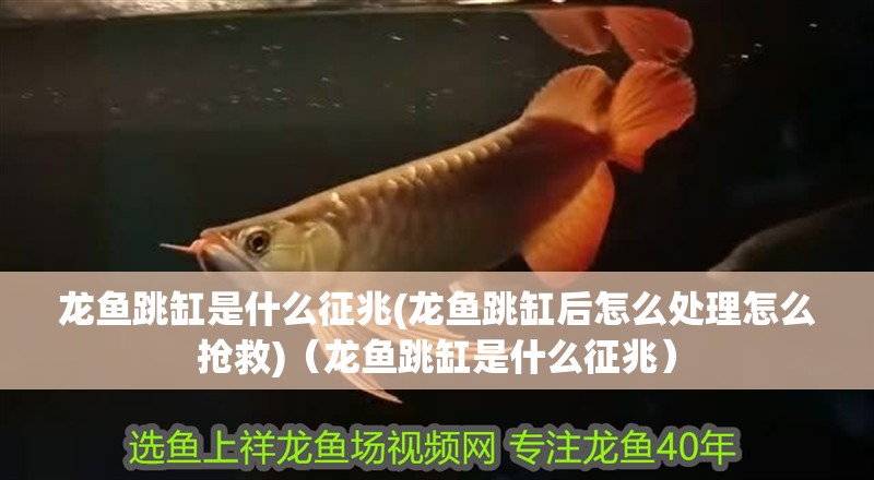 龍魚跳缸是什么征兆(龍魚跳缸后怎么處理怎么搶救)（龍魚跳缸是什么征兆）